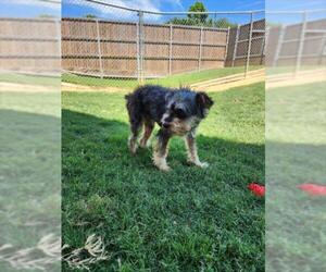 Miniature Schnauzer-Unknown Mix Dogs for adoption in Plano, TX, USA