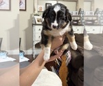 Small #8 North American Shepherd