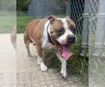 Small #1 American Pit Bull Terrier Mix