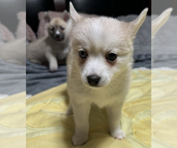 Medium Photo #171 Pomsky Puppy For Sale in LOVELAND, CO, USA