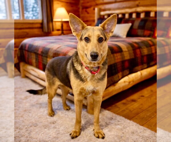 Medium Photo #19 Mutt Puppy For Sale in Canton, CT, USA