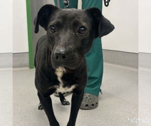 Labbe Dogs for adoption in Washington, DC, USA