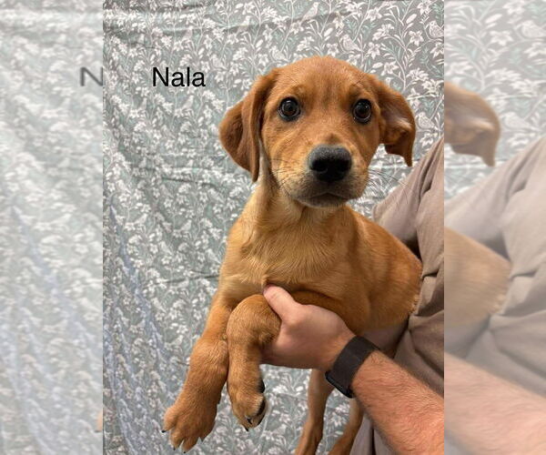 Medium Photo #4 Labrador Retriever-Unknown Mix Puppy For Sale in New York, NY, USA