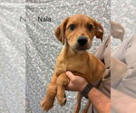 Small #3 Labrador Retriever Mix