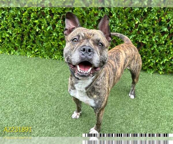 Medium Photo #1 American Pit Bull Terrier Puppy For Sale in West Palm Beach, FL, USA