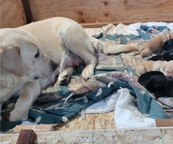 Medium Photo #82 Borador Puppy For Sale in FORTUNA, CA, USA