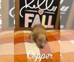 Small Photo #13 Goldendoodle Puppy For Sale in RED OAK, TX, USA