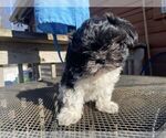 Puppy 3 Zuchon