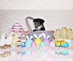 Small Photo #21 Chihuahua Puppy For Sale in CHARLESTON, AR, USA