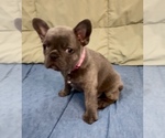 Small #3 French Bulldog