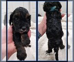 Small Photo #5 Springerdoodle Puppy For Sale in FORT SCOTT, KS, USA