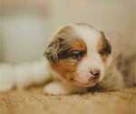 Small #3 Miniature Australian Shepherd