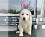 Small #4 Great Pyrenees