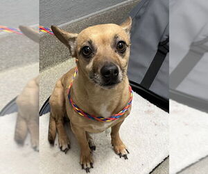 Chihuahua-Unknown Mix Dogs for adoption in Las Vegas, NV, USA