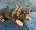 Small Photo #9 French Bulldog Puppy For Sale in TAMPA PALMS, FL, USA