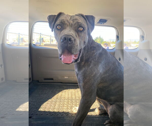 Medium Photo #6 Mutt Puppy For Sale in La Verne, CA, USA