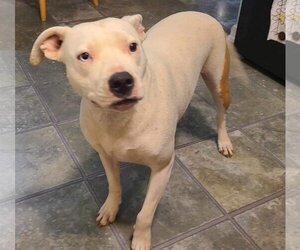 American Pit Bull Terrier-Unknown Mix Dogs for adoption in Shillington, PA, USA