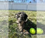 Small Photo #3 Goldendoodle Puppy For Sale in Germantown, OH, USA
