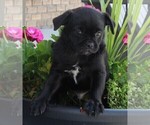 Small Photo #2 Pug Puppy For Sale in FREDERICKSBURG, OH, USA