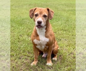 Bernie - Male Labbe Dog for Adoption - Photo #2