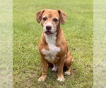 Small Photo #2 Labbe Puppy For Sale in Canton, CT, USA