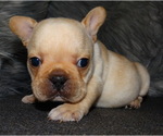 Small Photo #1 French Bulldog Puppy For Sale in VERONA, MO, USA