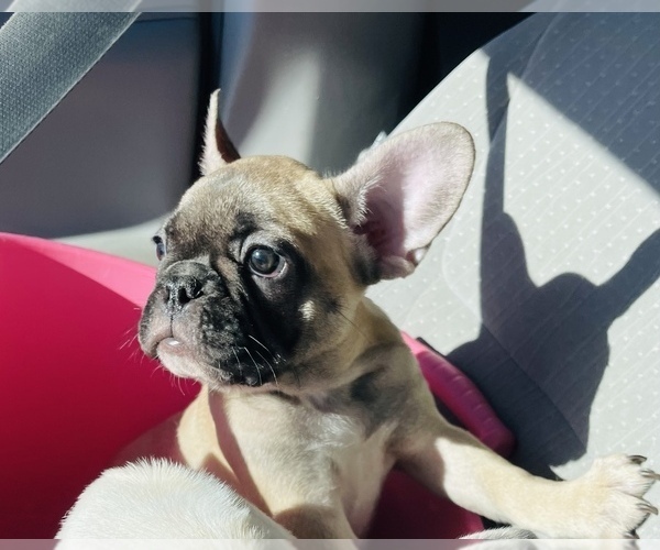 Medium Photo #5 French Bulldog Puppy For Sale in YUCCA VALLEY, CA, USA