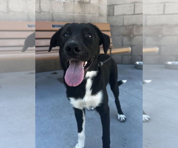 Medium Photo #3 Labrador Retriever Puppy For Sale in Salinas, CA, USA
