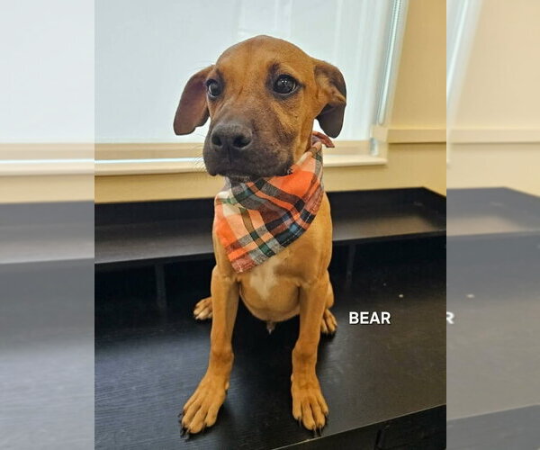 Medium Photo #1 Mutt Puppy For Sale in Dumont, NJ, USA