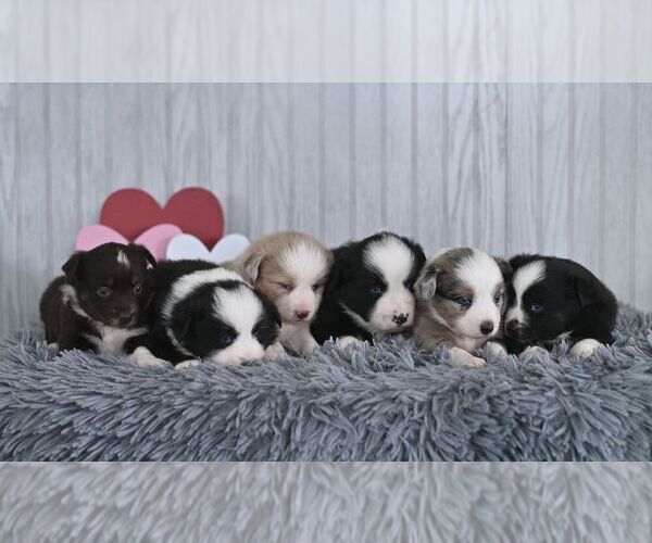 Medium Photo #2 Miniature Australian Shepherd Puppy For Sale in REBERSBURG, PA, USA