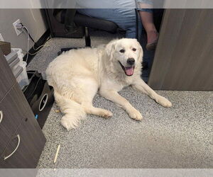 Great Pyrenees Dogs for adoption in Bountiful, UT, USA