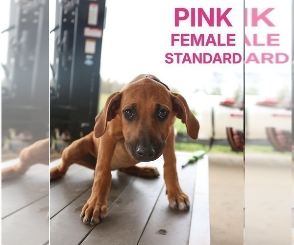 Medium Photo #16 Rhodesian Ridgeback Puppy For Sale in HIGHLANDS, TX, USA