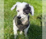 Small #21 Poodle (Toy) Mix