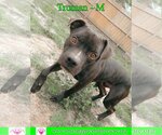 Small Photo #9 Boxer-Staffordshire Bull Terrier Mix Puppy For Sale in Pensacola, FL, USA