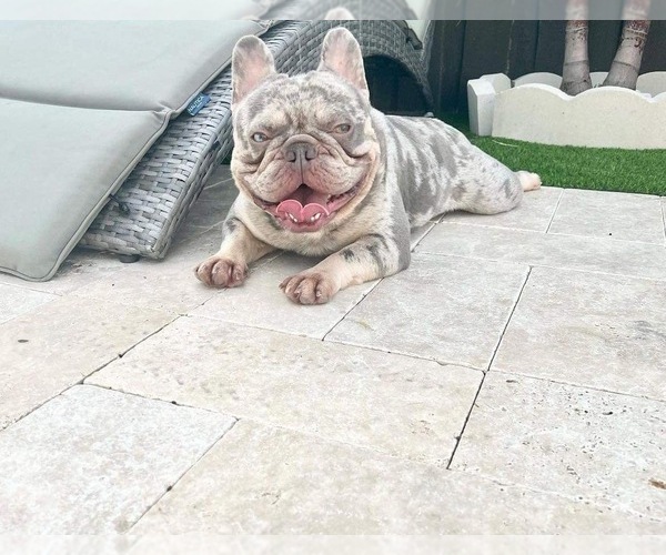 Medium Photo #1 French Bulldog Puppy For Sale in LAKE PARK, GA, USA