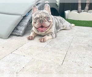 Father of the French Bulldog puppies born on 07/12/2025