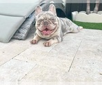 Small Photo #1 French Bulldog Puppy For Sale in LAKE PARK, GA, USA