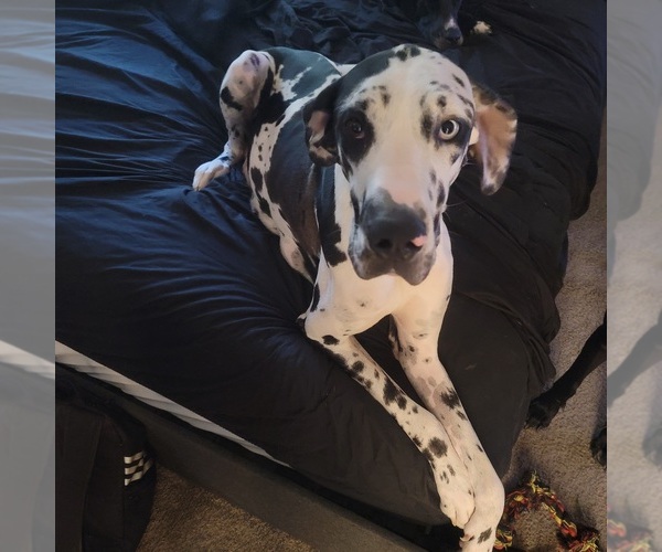 Medium Photo #1 Great Dane Puppy For Sale in ARLINGTON, TX, USA