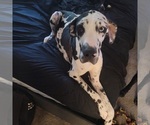 Small Photo #1 Great Dane Puppy For Sale in ARLINGTON, TX, USA