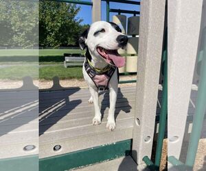 American Pit Bull Terrier-Unknown Mix Dogs for adoption in Spring Lake, NJ, USA