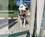 Small American Pit Bull Terrier Mix