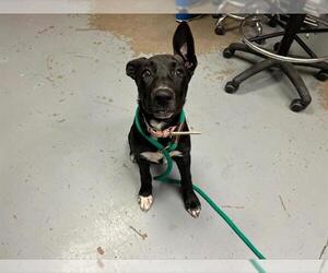 German Shepherd Dog-Unknown Mix Dogs for adoption in Ocala, FL, USA