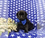 Small #1 Pug