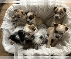 Australian Cattle Dog Puppy for sale in PUYALLUP, WA, USA