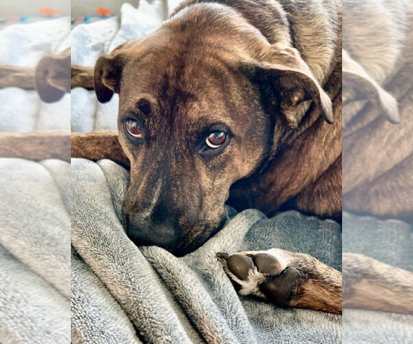 Medium Photo #10 Plott Hound-Unknown Mix Puppy For Sale in Oak Bluffs, MA, USA