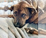 Small #9 Plott Hound Mix