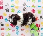 Small #4 ShihPoo
