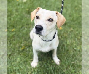 Mutt Dogs for adoption in Yardley, PA, USA