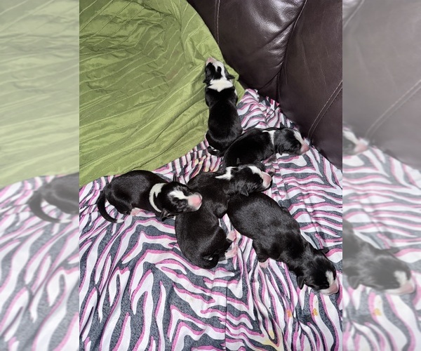 Medium Photo #1 Border-Aussie Puppy For Sale in MADRID, IA, USA