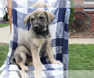 Norwegian Elkhound-Unknown Mix Puppy for sale in SHILOH, OH, USA
